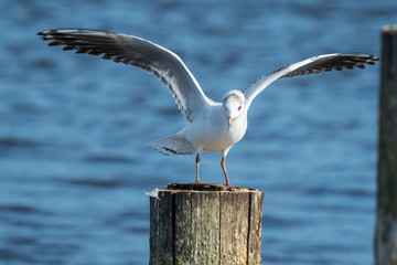 Black-headed gull, Chroicocephalus ridibundus perched on a pole