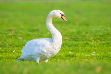 Mute swan, Cygnus olor, on farmland