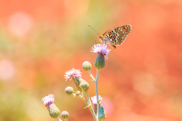 knapweed fritillary, Melitaea phoebe, butterfly resting and pollinating
