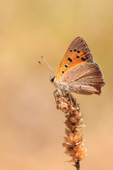 Small or common copper butterfly lycaena phlaeas closeup
