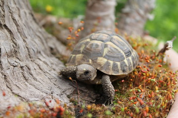 tortoise