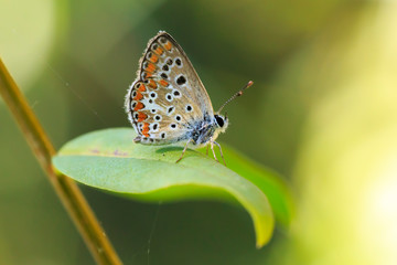 Fototapeta na wymiar Aricia anteros, the blue argus butterfly