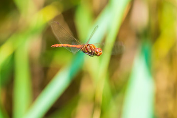 Common Darter (Sympetrum striolatum) dragonfly flying