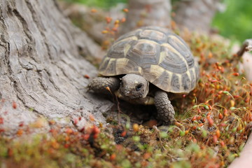 turtle