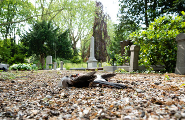 Dead bird on cemetery 