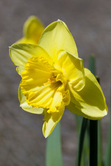 Fototapeta premium Daffodil (narcissus) 'Saint Patrick's Day' growing outdoors in the spring season