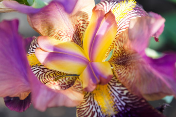 Showy bloom of beautiful purple iris flower, close up