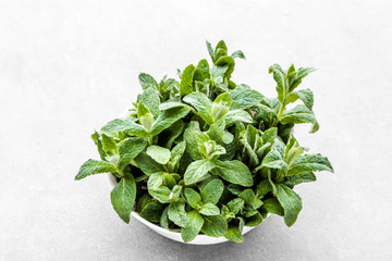 Green organic spearmint. Fresh mint leafs in bowl on grey background