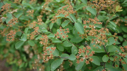 Fresh plants in the garden