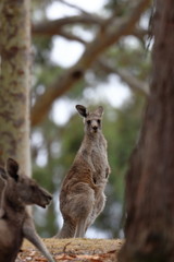 kangaroo