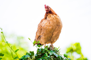 Chicken on a green tree White nature background
