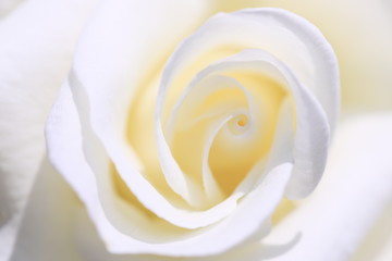 呼吸する白い薔薇
