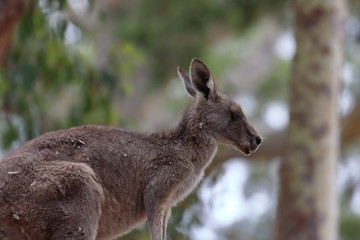 kangaroo