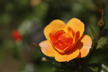 陽光を浴びたキュートな薔薇