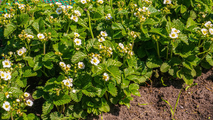 Blooming strawberries in the beds, growing in open ground. This is one of the most beloved crops in the world