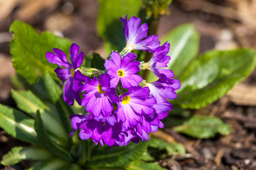 Primula denticulata a spring purple perennial flower plant commonly known as drumstick primula