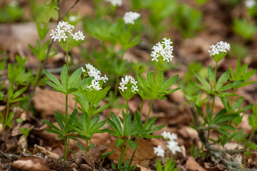 Blühender Waldmeister (Galium odoratum)
