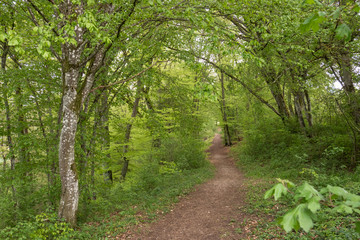 Waldweg im Frühling