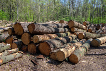 Cutting of the trees, bark beetle calamity, conifer tree logs on pile in woodland