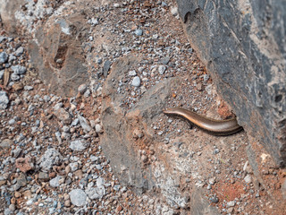 A slithering butlers garter snake moves across a rocky path in Tenerife