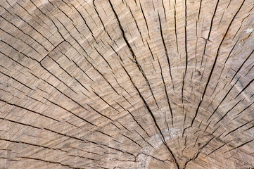 Detail of wooden stump, cut tree log, beautiful wood structure, textured ages