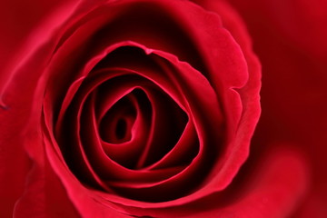 呼吸する赤い薔薇