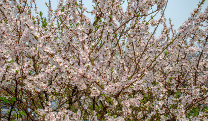 Spring in the far East. Cherry blossom