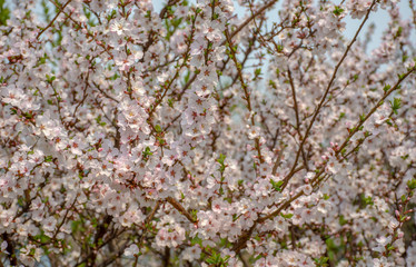Spring in the far East. Cherry blossom