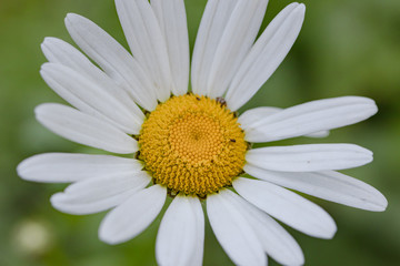 Obraz premium White daisy on a green background