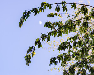 Clear sky with branch