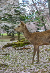 Wild deer at Nara Park (Japan)