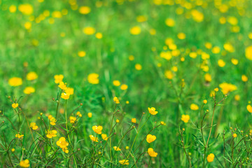 Yellow little flowers on the green lawn