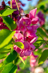 Acacia red. Close-up shot. Macro photo.