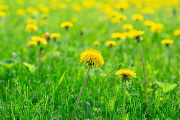 Light, beautiful dandelions on a green glade. Happy, joyful summer day.