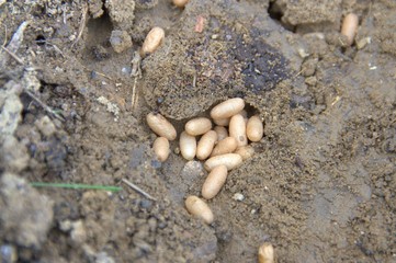 oeufs de fourmis au stade de larves et de cocons 
