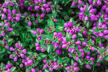  Purple flower buds on the flowerbed.