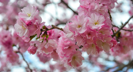Fototapeta na wymiar Cherry trees and flowers in Nara Park
