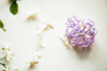 Naklejka na ściany i meble Lilac in milk. Tenderness and airiness. Closely