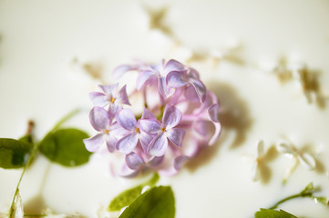 Lilac in milk. Tenderness and airiness. Closely