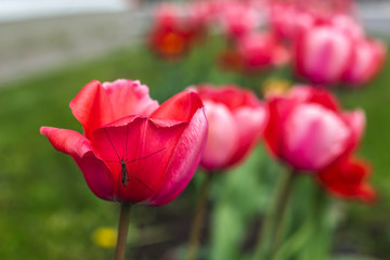 Obraz premium The girl walks on the green, well-groomed city. Flower beds and flowers