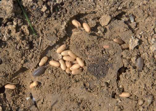 oeufs de fourmis au stade de larves et de cocons 
