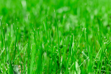  Beautiful lawn, green grass in summer.