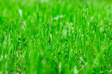  Beautiful lawn, green grass in summer.