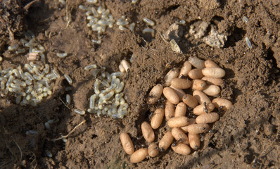 oeufs de fourmis au stade de larves et de cocons 