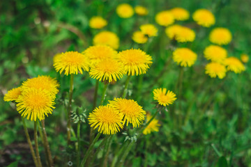 Dandelions in a dark treatment in the meadow