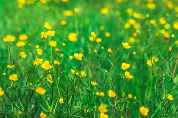 Yellow little flowers on the green lawn