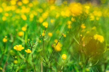 Obraz na płótnie Canvas Yellow little flowers on the green lawn