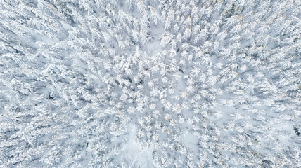 Aerial photo of frozen forest