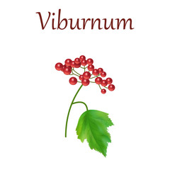 Realistic illustration of viburnum, berries and leaf.
