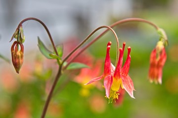 Obraz premium Columbine
